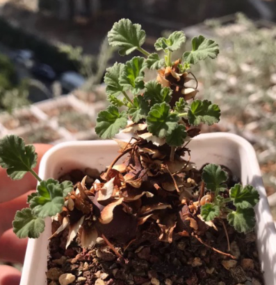 Pelargonium stipulaceum 3 Pieces Seeds