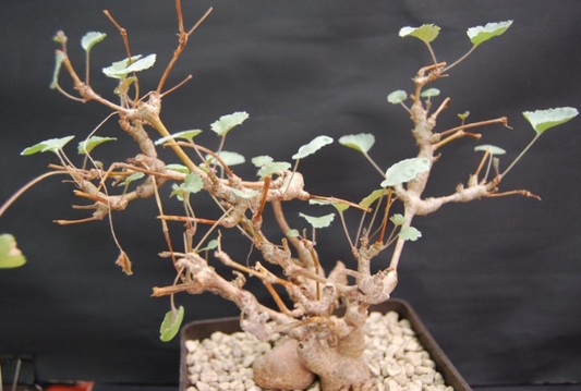 Pelargonium gibbosum 3 Pieces Seeds