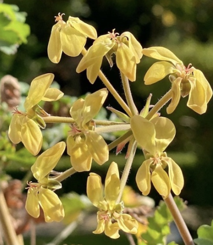 Pelargonium gibbosum 3 Pieces Seeds