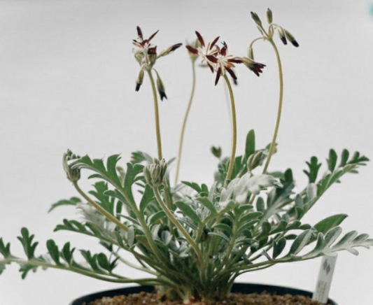 Pelargonium auritum 3 Pieces Seeds