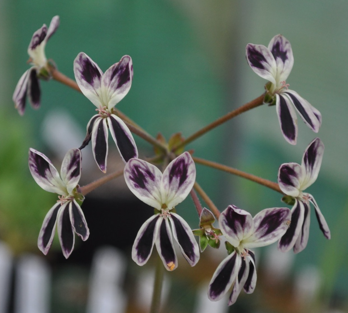 Pelargonium anethifolium 3 Pieces Seeds