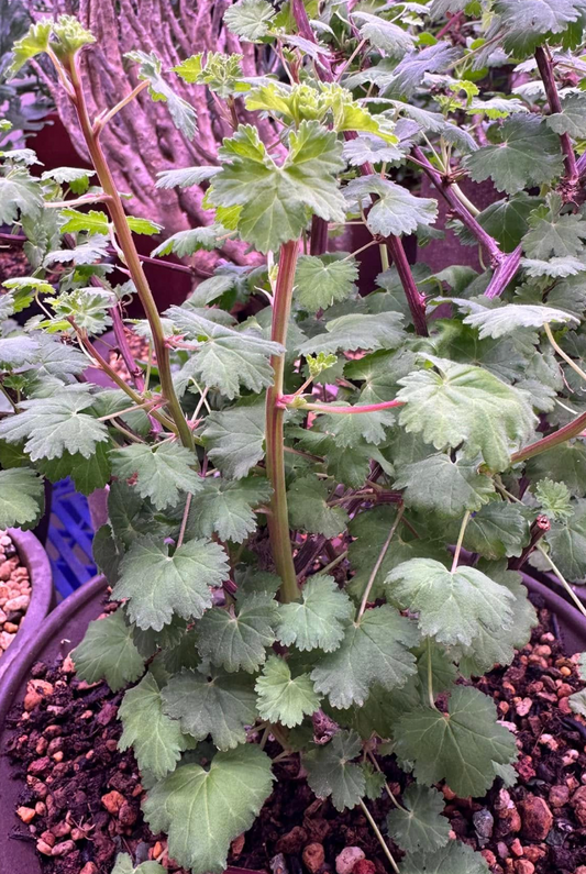 Pelargonium antidysentericum 3 Pieces Seeds