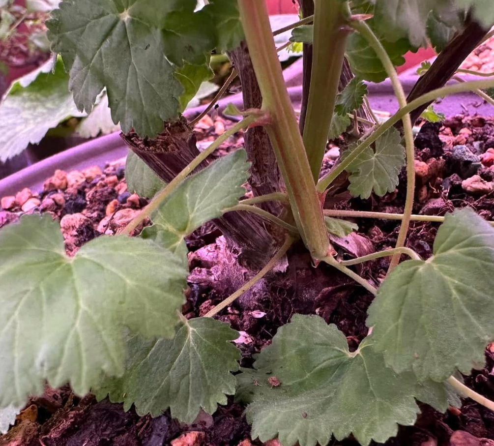 Pelargonium antidysentericum 3 Pieces Seeds