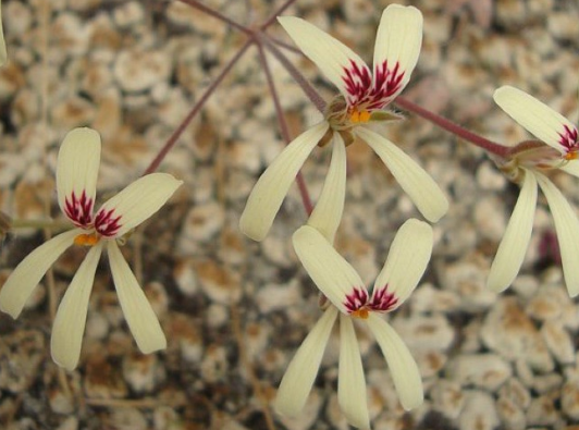 Pelargonium aridicola 3 Pieces Seeds