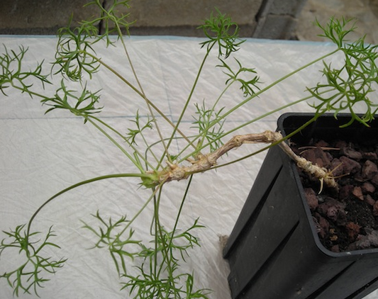 Pelargonium aridicola 3 Pieces Seeds