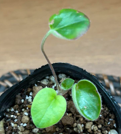 Pelargonium asarifolium 4 Pieces Seeds