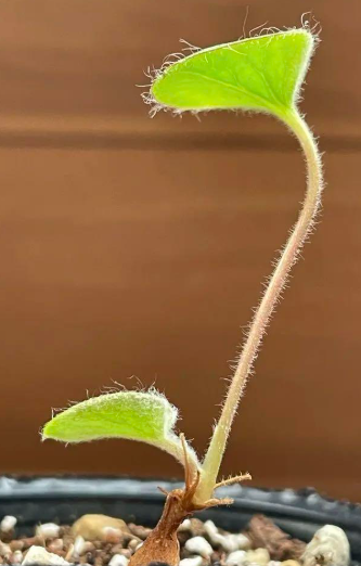 Pelargonium asarifolium 4 Pieces Seeds