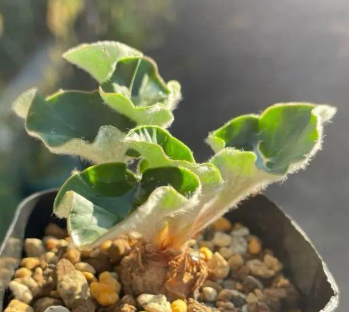 Pelargonium asarifolium 4 Pieces Seeds