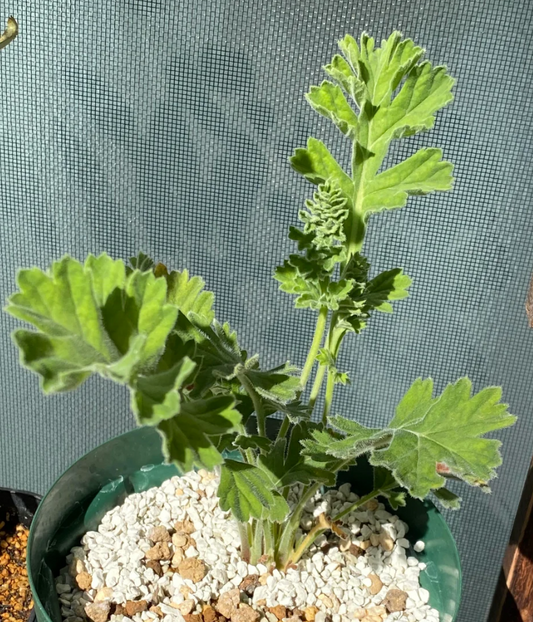 Pelargonium schizopetalum 4 Pieces Seeds