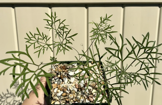 Pelargonium luteolum 4 Pieces Seeds
