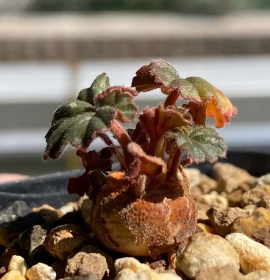 Pelargonium endlicherianum 4 Pieces Seeds