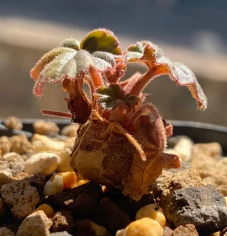 Pelargonium endlicherianum 4 Pieces Seeds