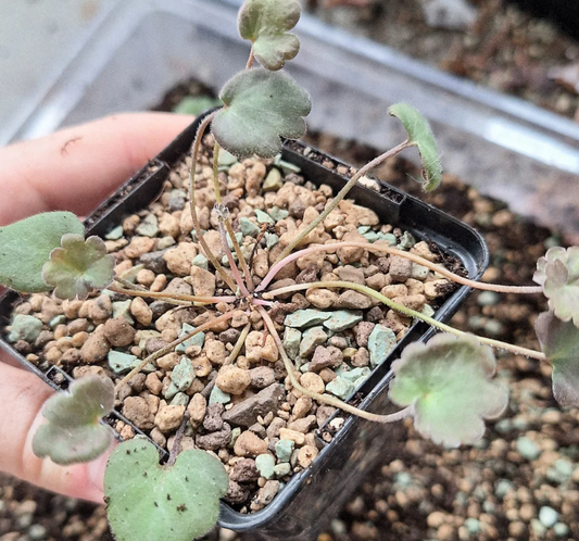 Pelargonium nephrophyllum 4 Pieces Seeds