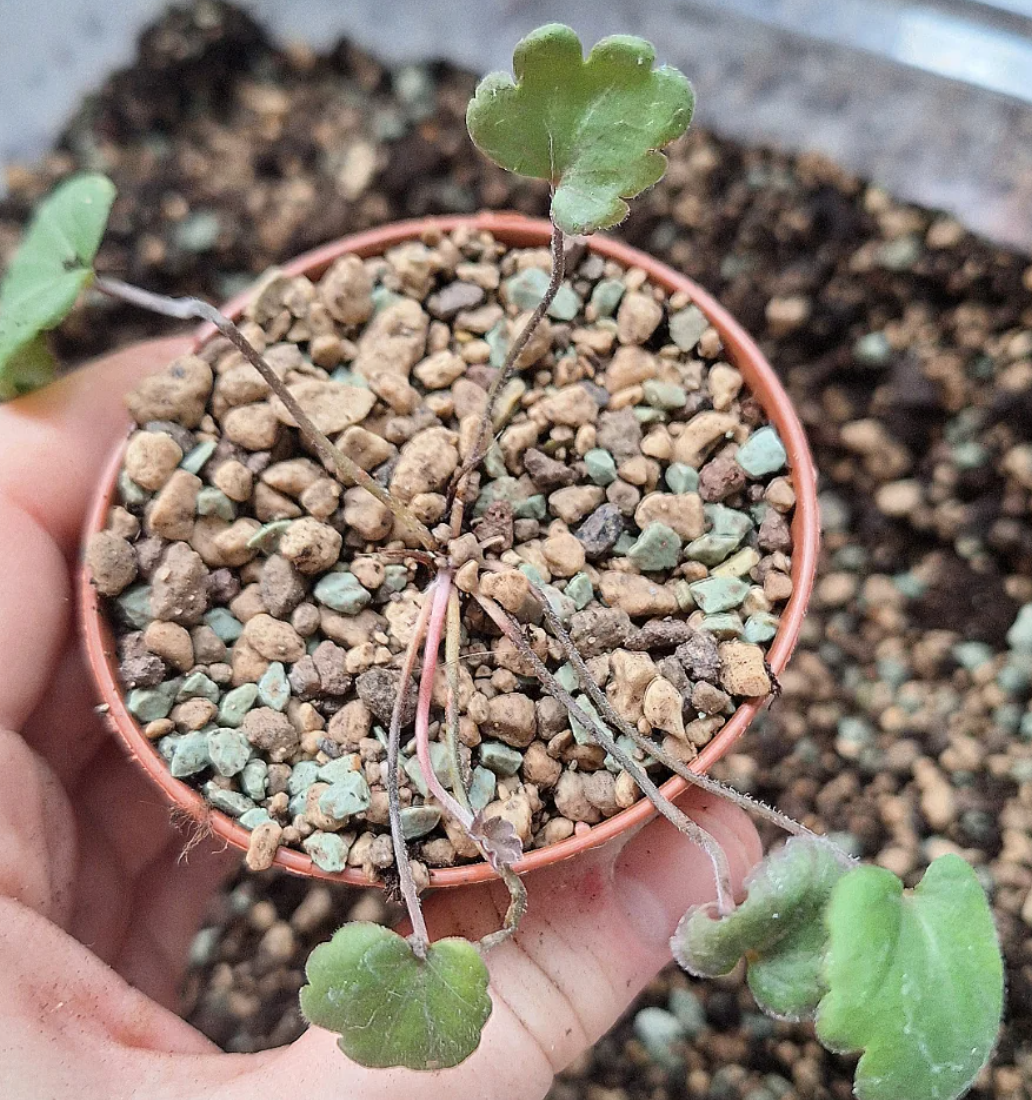 Pelargonium nephrophyllum 4 Pieces Seeds