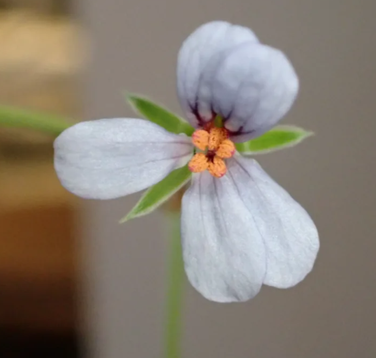 Pelargonium quinquelobatum 3 Pieces Seeds