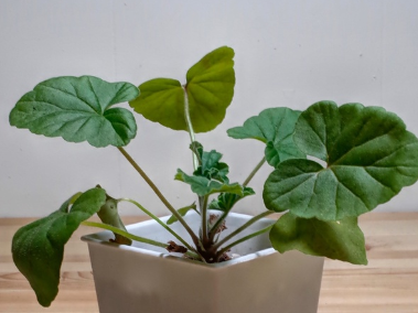 Pelargonium quinquelobatum 3 Pieces Seeds