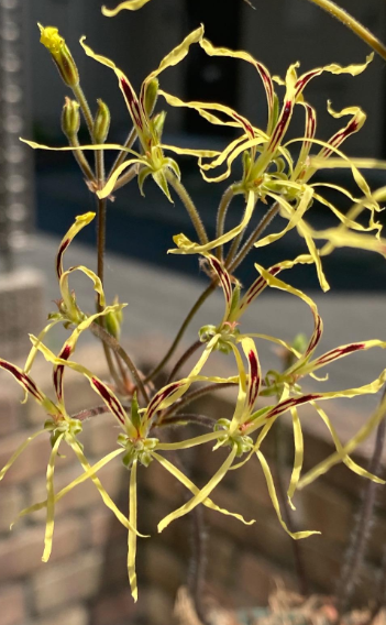 Pelargonium undulatum 3 Pieces Seeds