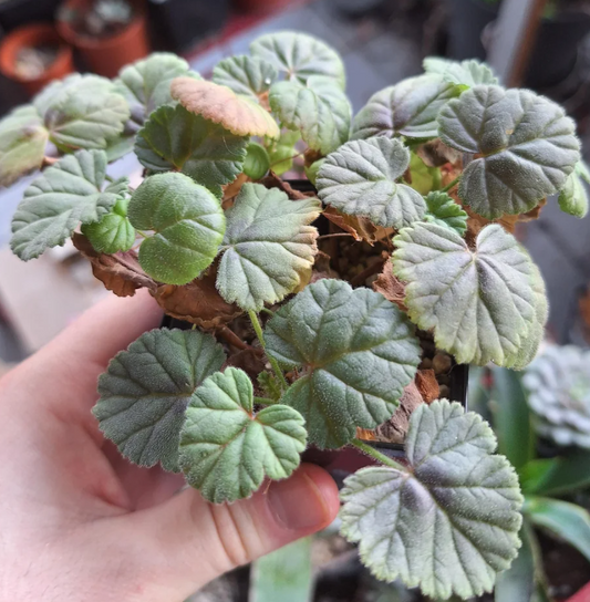 Pelargonium molliconum 3 Pieces Seeds