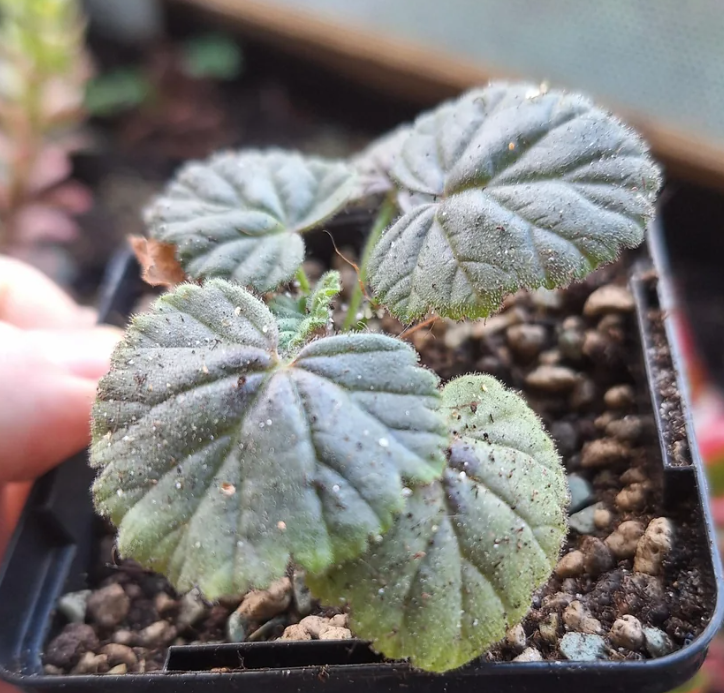 Pelargonium molliconum 3 Pieces Seeds