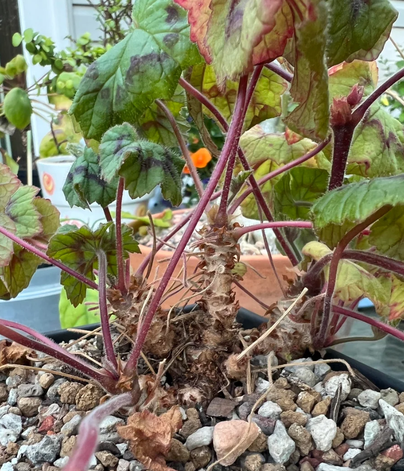 Pelargonium transvaalensis 3 Pieces Seeds