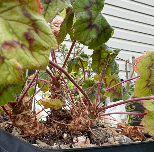 Pelargonium transvaalensis 3 Pieces Seeds