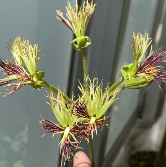 Pelargonium schizopetalum 4 Pieces Seeds