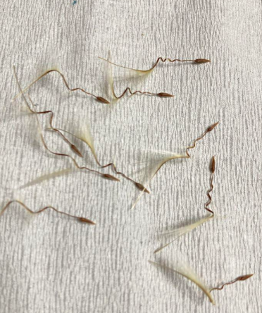 Pelargonium githagineum 3 Pieces Seeds