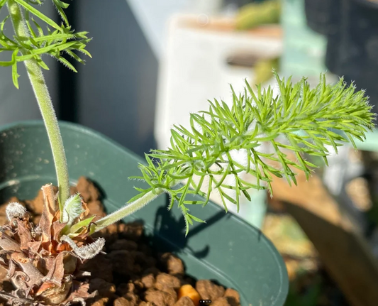 Pelargonium bowkeri 4 Pieces Seeds