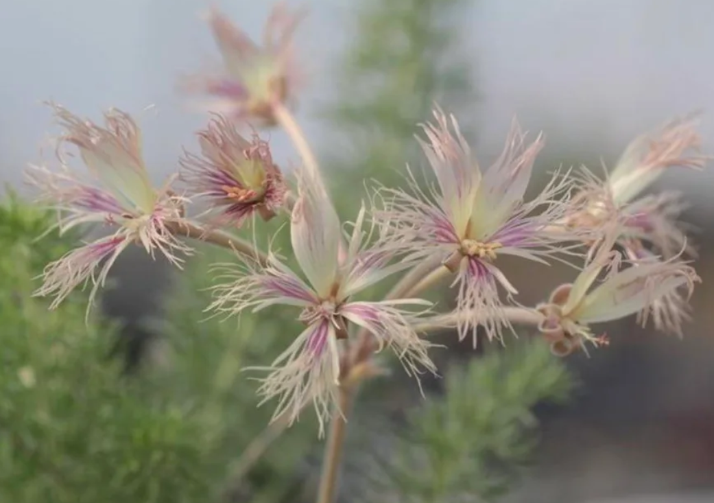 Pelargonium bowkeri 4 Pieces Seeds
