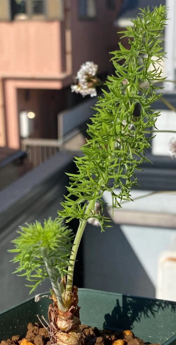 Pelargonium bowkeri 4 Pieces Seeds