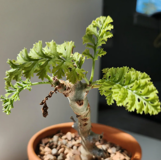 Pelargonium laxum 4 Pieces Seeds