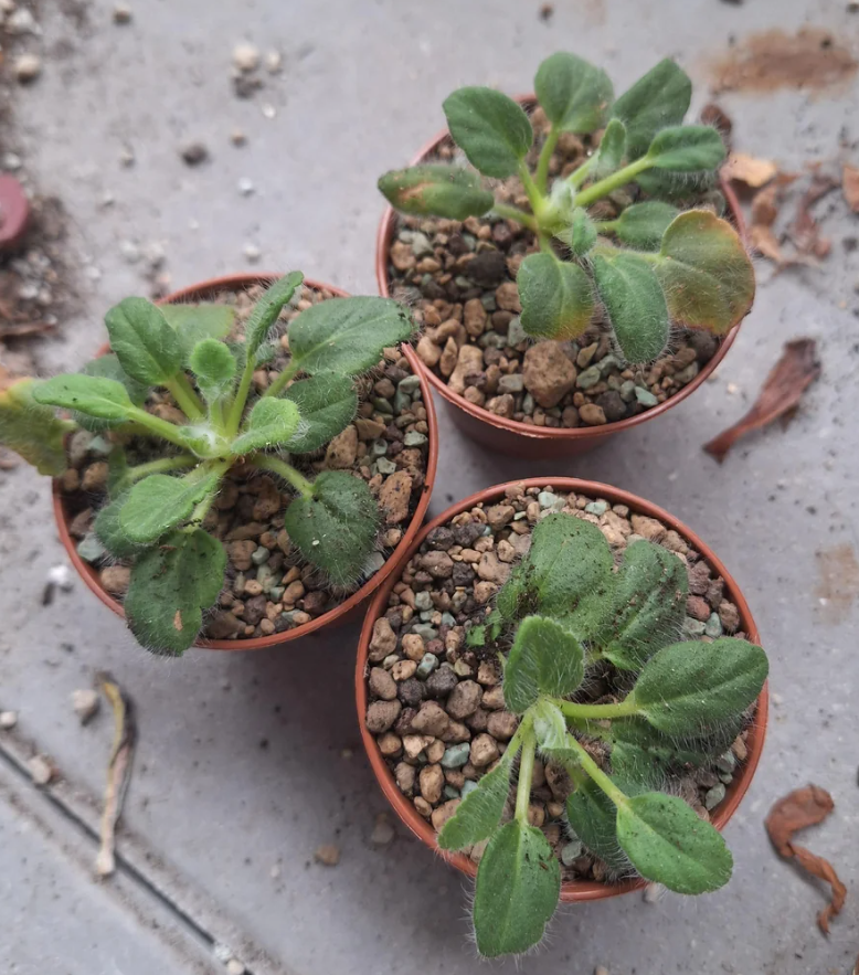 Pelargonium githagineum 3 Pieces Seeds