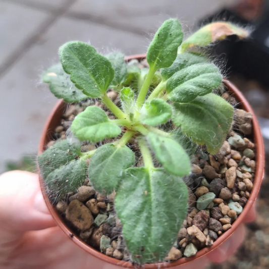 Pelargonium githagineum 3 Pieces Seeds
