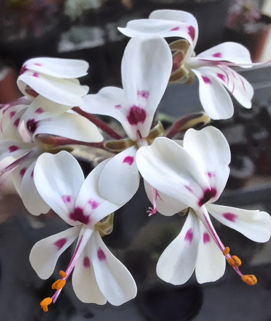 Pelargonium vinaceum 3 Pieces Seeds