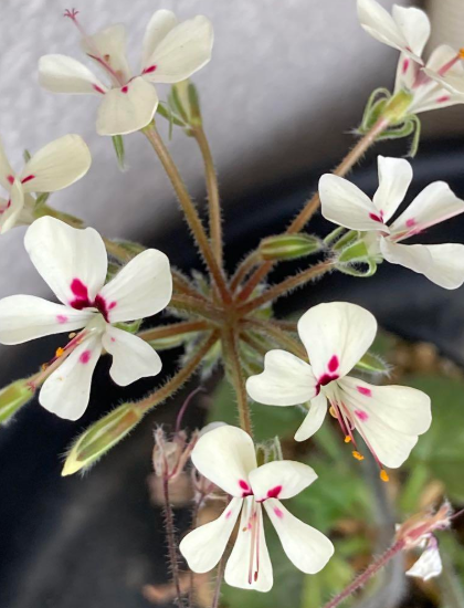 Pelargonium vinaceum 3 Pieces Seeds