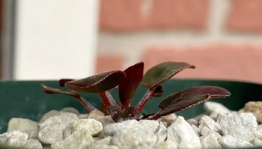 Pelargonium saxatile 3 Pieces Seeds