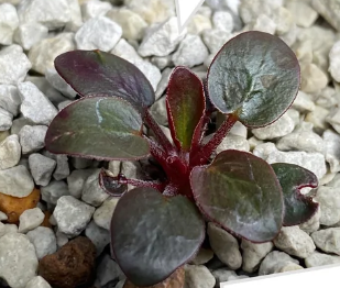 Pelargonium saxatile 3 Pieces Seeds