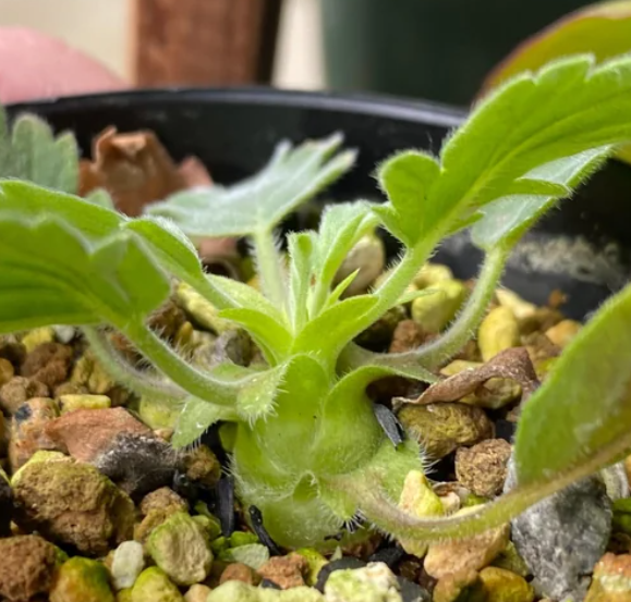 Pelargonium pulchellum 3 Pieces Seeds