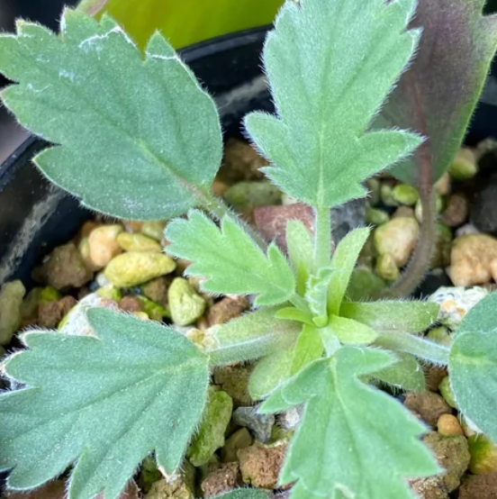 Pelargonium pulchellum 3 Pieces Seeds