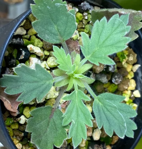 Pelargonium pulchellum 3 Pieces Seeds