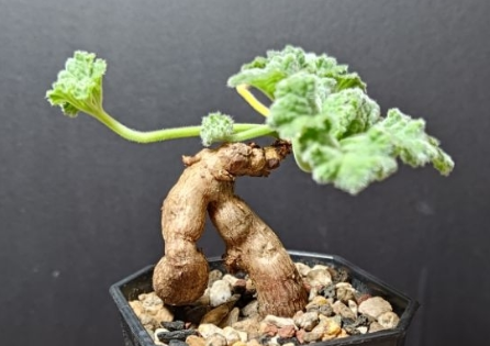 Pelargonium lobatum 3 Pieces Seeds