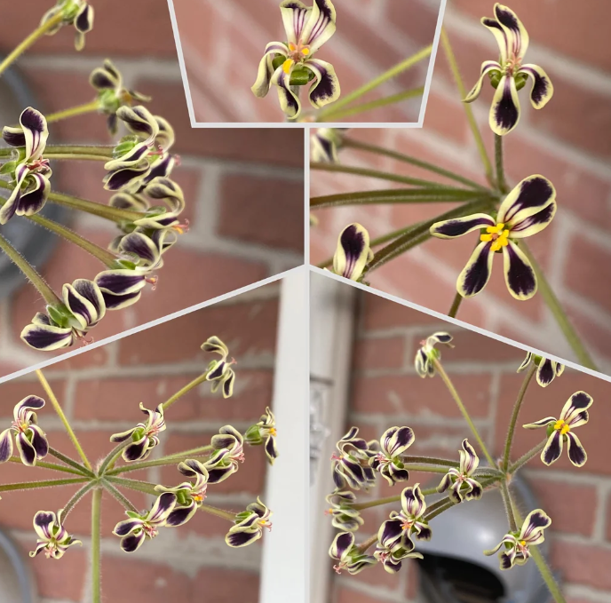 Pelargonium lobatum 3 Pieces Seeds
