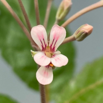 Pelargonium gracillimum 4 Pieces Seeds