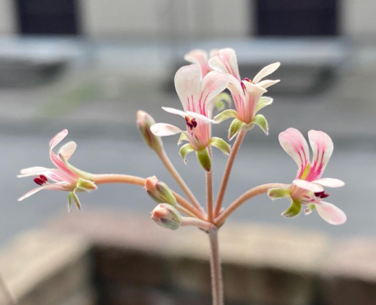 Pelargonium gracillimum 4 Pieces Seeds