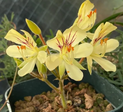Pelargonium oblongatum 4 Pieces Seeds
