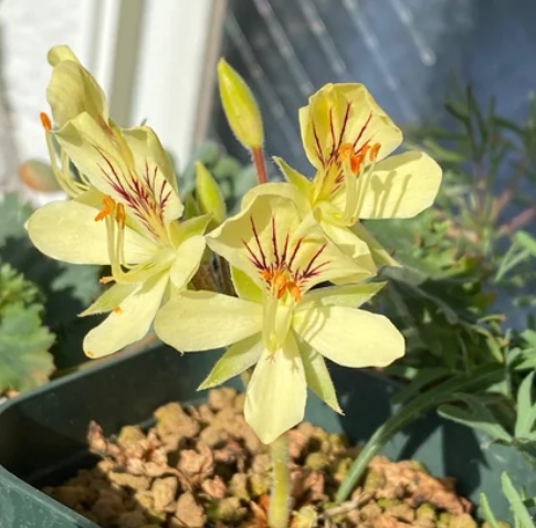 Pelargonium oblongatum 4 Pieces Seeds