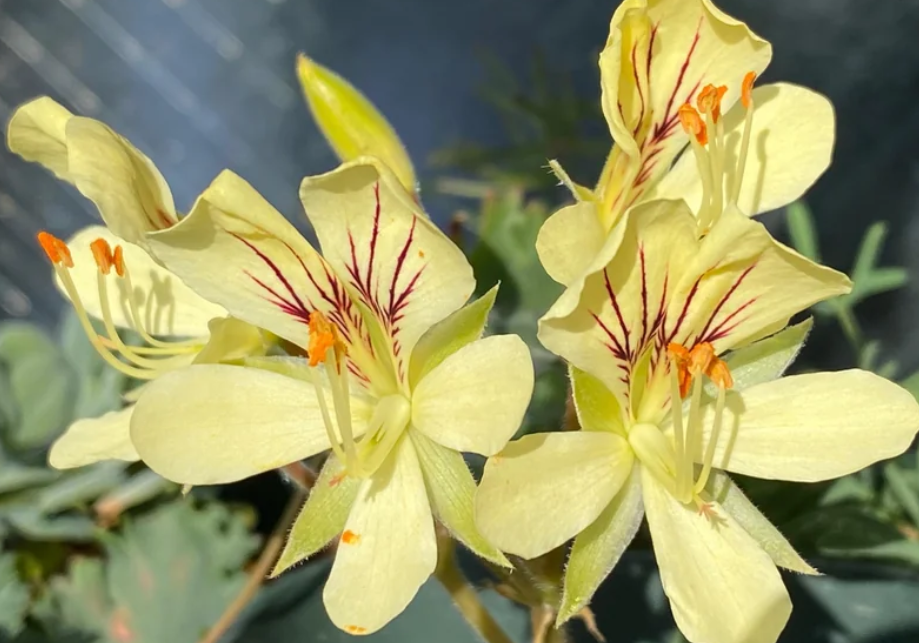 Pelargonium oblongatum 4 Pieces Seeds