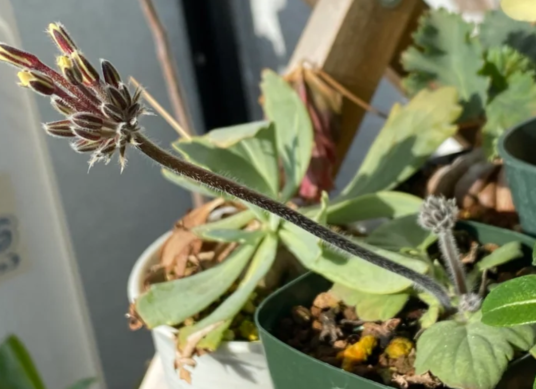 Pelargonium oblongatum 4 Pieces Seeds