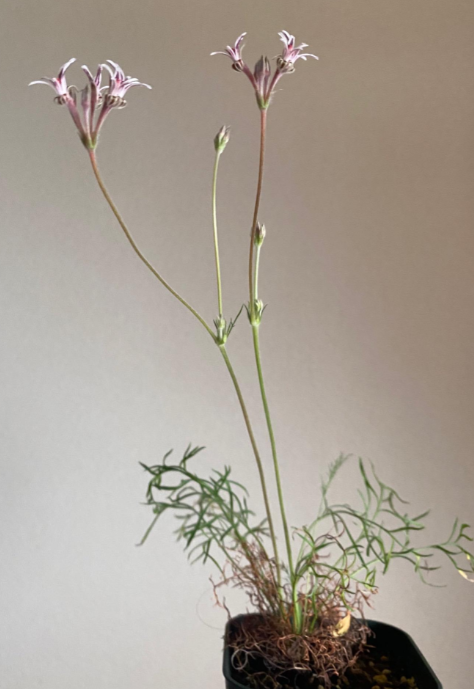 Pelargonium caledonicum 4 Pieces Seeds