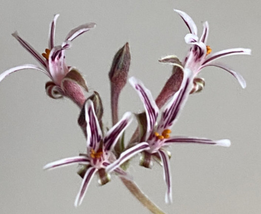 Pelargonium caledonicum 4 Pieces Seeds